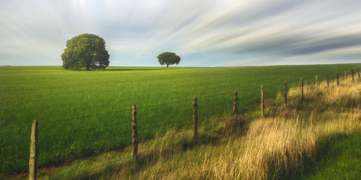 Campo de cereal
